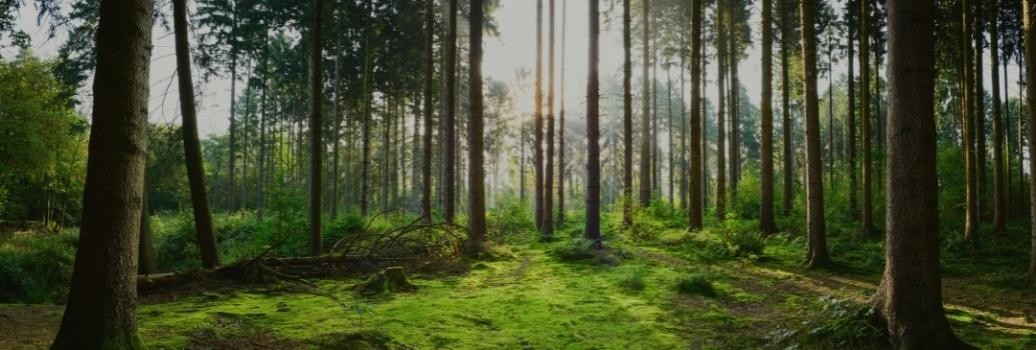 Recycle Your Device, We Plant a Tree